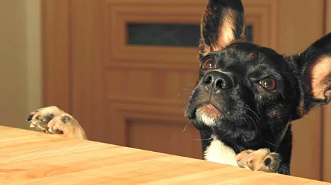 Funny young dog is jumping around the kitchen table and begging for food Stock Footage 65996789