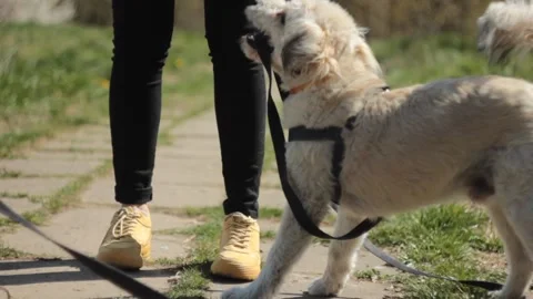 Funny young dog is playing outside Stock Footage 133228565