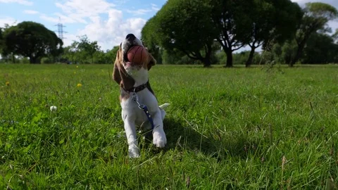 Funny young dog sit and dangle head, play with ball in jaws, slow motion shot Stock Footage 78024019