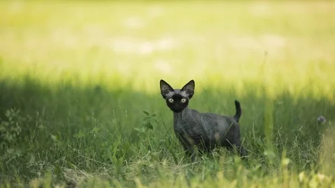 Funny Young Gray Devon Rex Kitten In Green Grass. Short-haired Cat Of English Stock Footage 92440097