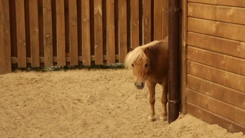 Funny young horse Stock Footage 77385391