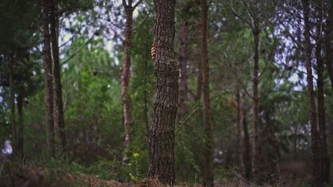 Funny Young Man magically appears slowly behind a tree in the forest Stock Footage 89984391