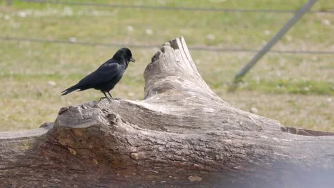 Funny young raven stands on a fallen tree stump, walks around open beak Stock Footage 285669992