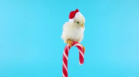 Funny young rooster, sitting on Christmas candy cane and falls Video stock 68833045