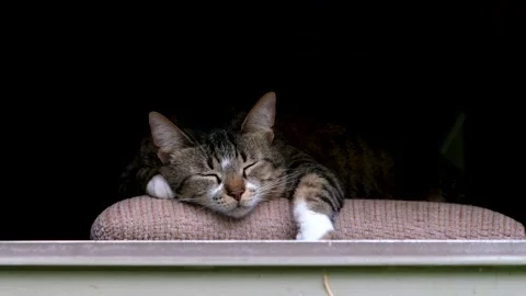 Funny young tabby cat sleeping on chair by window Video stock 130483473