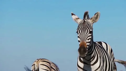 Funny zebra looks Stock Footage 95537532