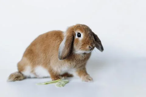 Funnyred rabbit with its ears down isolated on white background Stock-Fotos