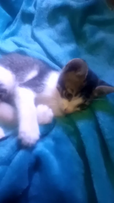 Funy cat Stock Footage 219578206