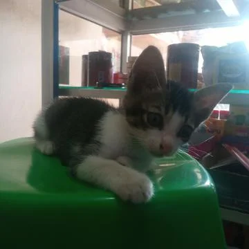 Funy cat Stock Photos