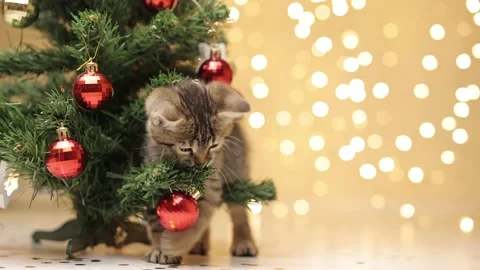 The funy cat plays with decorative red glass balls, next to the Christmas tree Stock-Footage 221244138
