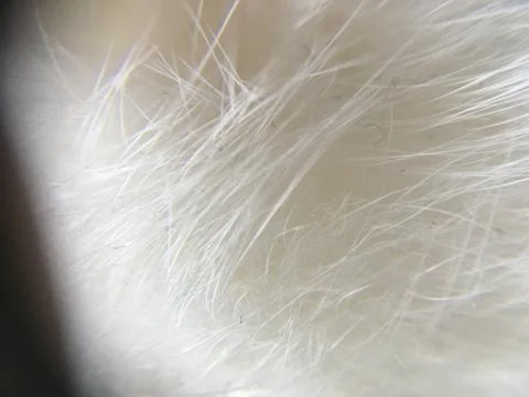 Fur 2 Stock Photos