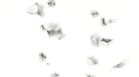 Fur Around Stock-Footage 624071