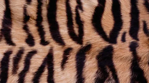 Fur Background Stock Footage 26660782