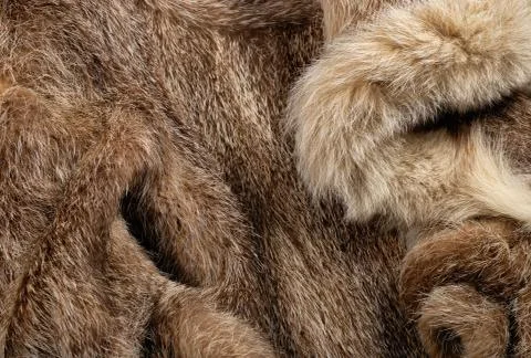 Fur background. Stock Photos