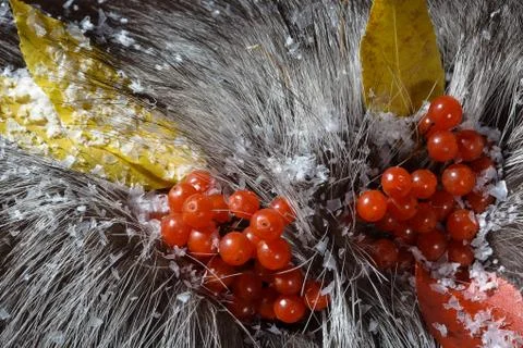 Fur with berry Stock Photos