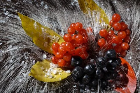 Fur with berry Stock Photos