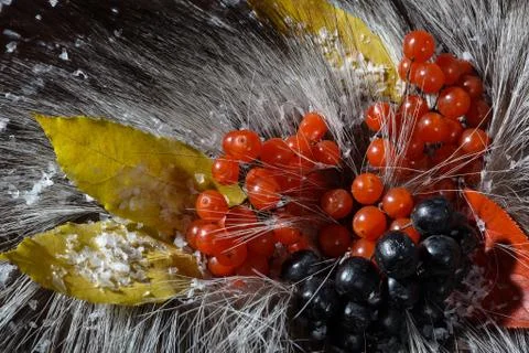 Fur with berry Stock Photos