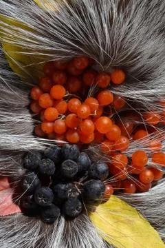 Fur with berry Stock Photos