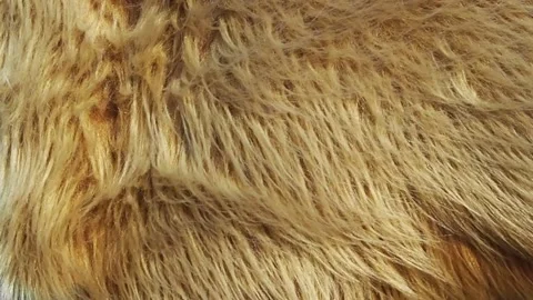 Fur blowing Stock Footage 142377019