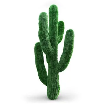 Fur cactus Stock Illustration