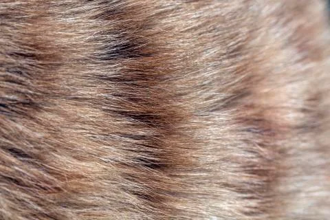 Fur of cat close up image for background Stock Photos