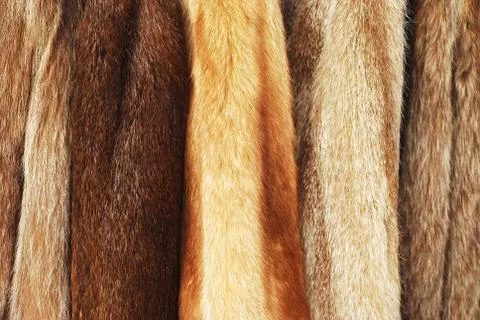 Fur coats Stock Photos