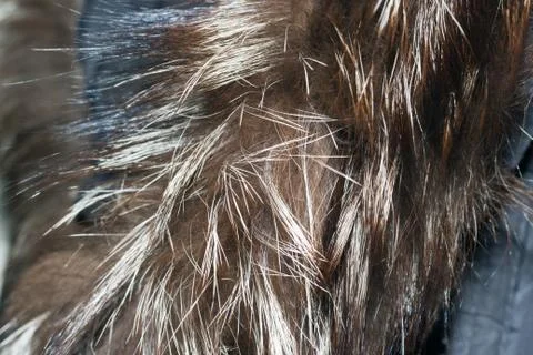 Fur collar down jacket Stock-Fotos