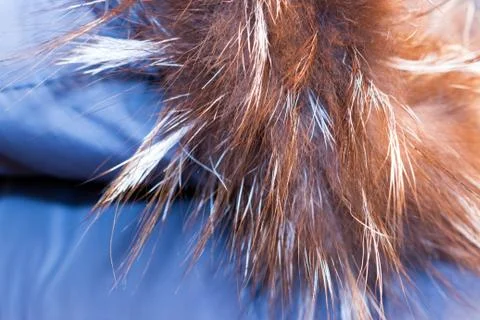 Fur collar down jacket Foto stock