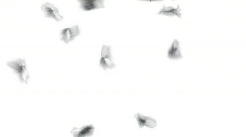 Fur Falling Stock-Footage 624490