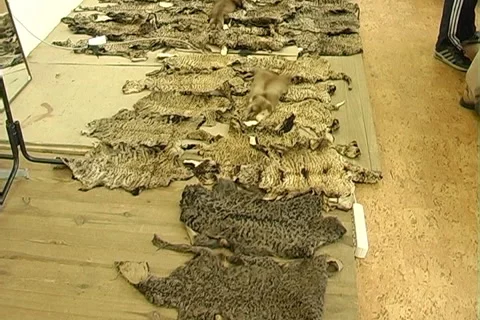 Fur Stock Footage 1002057