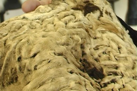 Fur Stock Footage 1002060