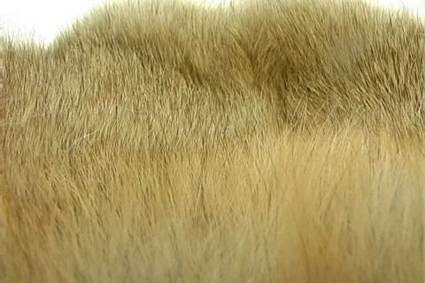 Fur Stock Footage 1002068