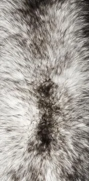 Fur fox Stock Photos