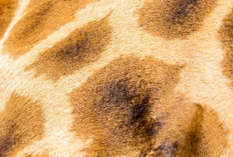 The fur of a giraffe in close-up Stock Photos