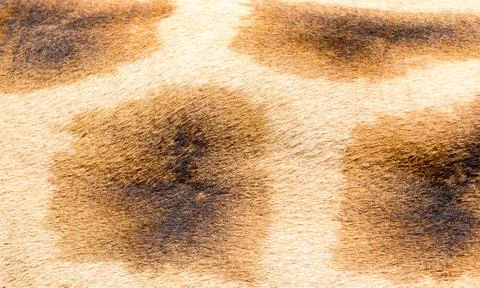 The fur of a giraffe in close-up 스톡 사진