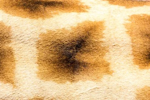 The fur of a giraffe in close-up Stock Photos