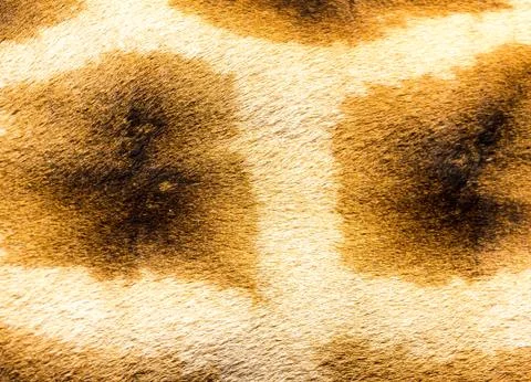 The fur of a giraffe in close-up Stock Photos