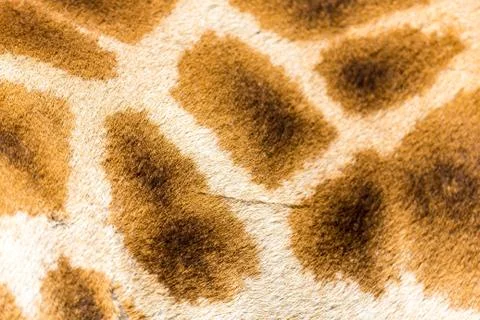 The fur of a giraffe in close-up Stock Photos