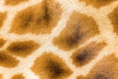 The fur of a giraffe in close-up Stock Photos