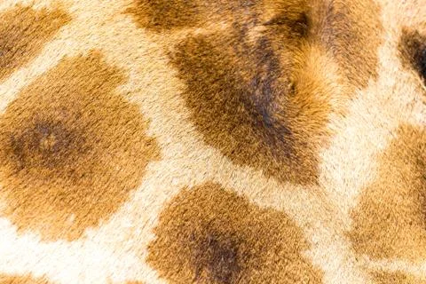 The fur of a giraffe in close-up Stock Photos
