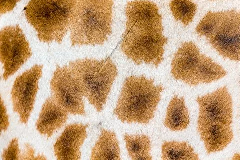 The fur of a giraffe in close-up Stock Photos