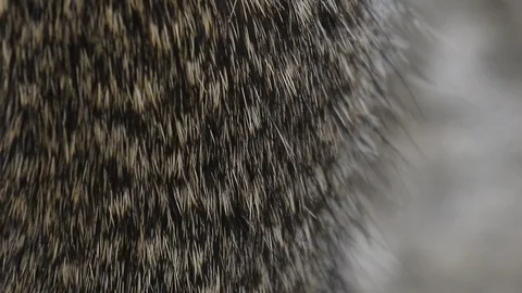 Fur of Gopher Ground Squirrel DOF Stock Footage