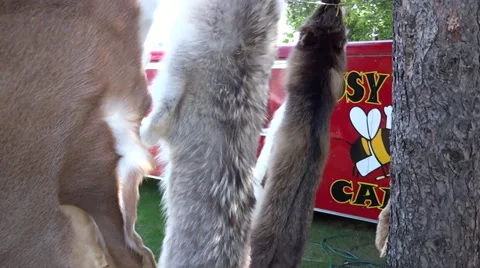 Fur hanging Video stock 27818531