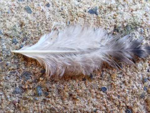 This fur has a fine (downy) structure Stock Photos