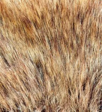 Fur macro Stock Photos