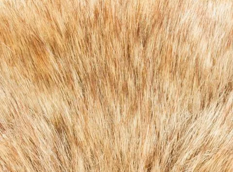 Fur macro Stock Photos