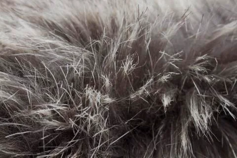 Fur macro Stock Photos