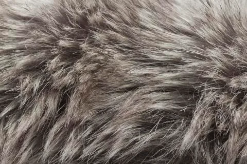 Fur macro Stock Photos