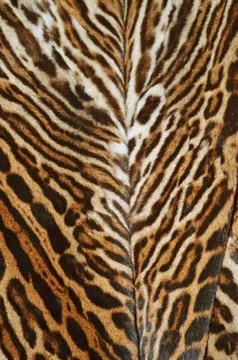Fur of ocelot Stock Photos