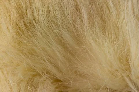 Fur Stock Photos